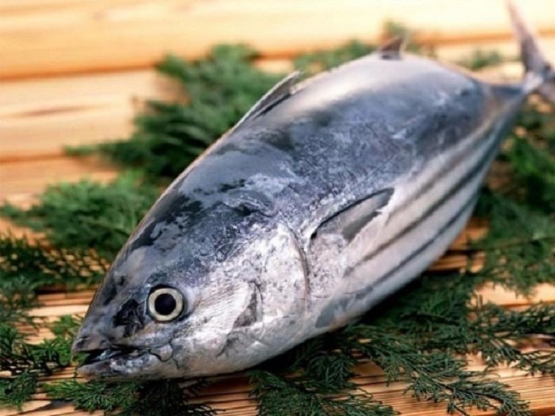 Cá ngừ là loại cá giàu dinh dưỡng, ít chất béo, nhưng nhiều protein, giàu dưỡng chất.
