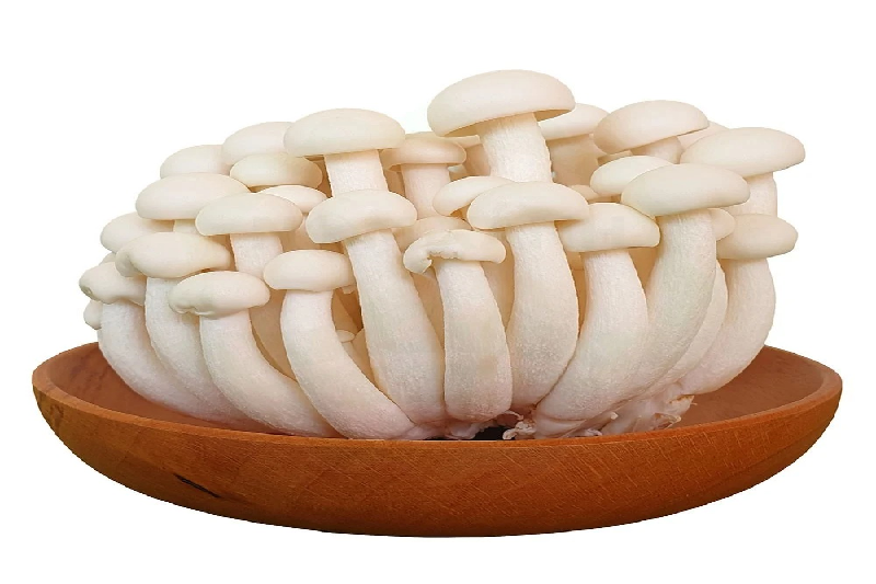 Nấm linh chi trắng được coi là thực phẩm tốt cho gan và có nhiều lợi ích sức khỏe.