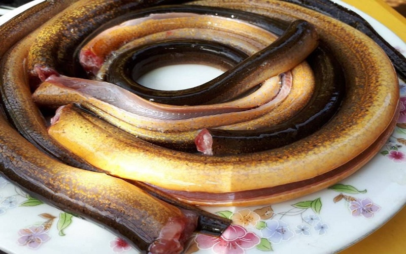 Lựa chọn thịt lươn đúng cách để làm lươn nấu hoa chuối ngon
