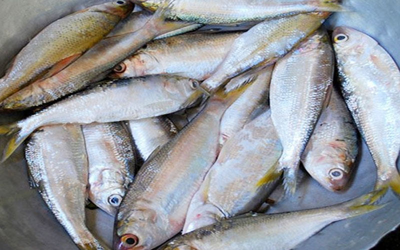 Nguyên liệu chế biến món cá mòi rán