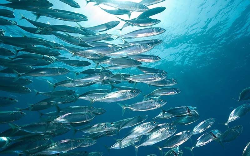 Thông tin và giá trị dinh dưỡng của cá bạc má